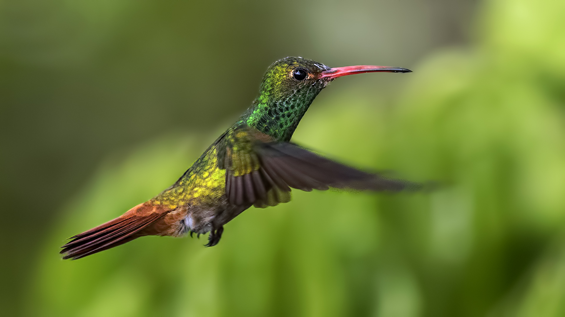Rufous-tailed Hummingbird